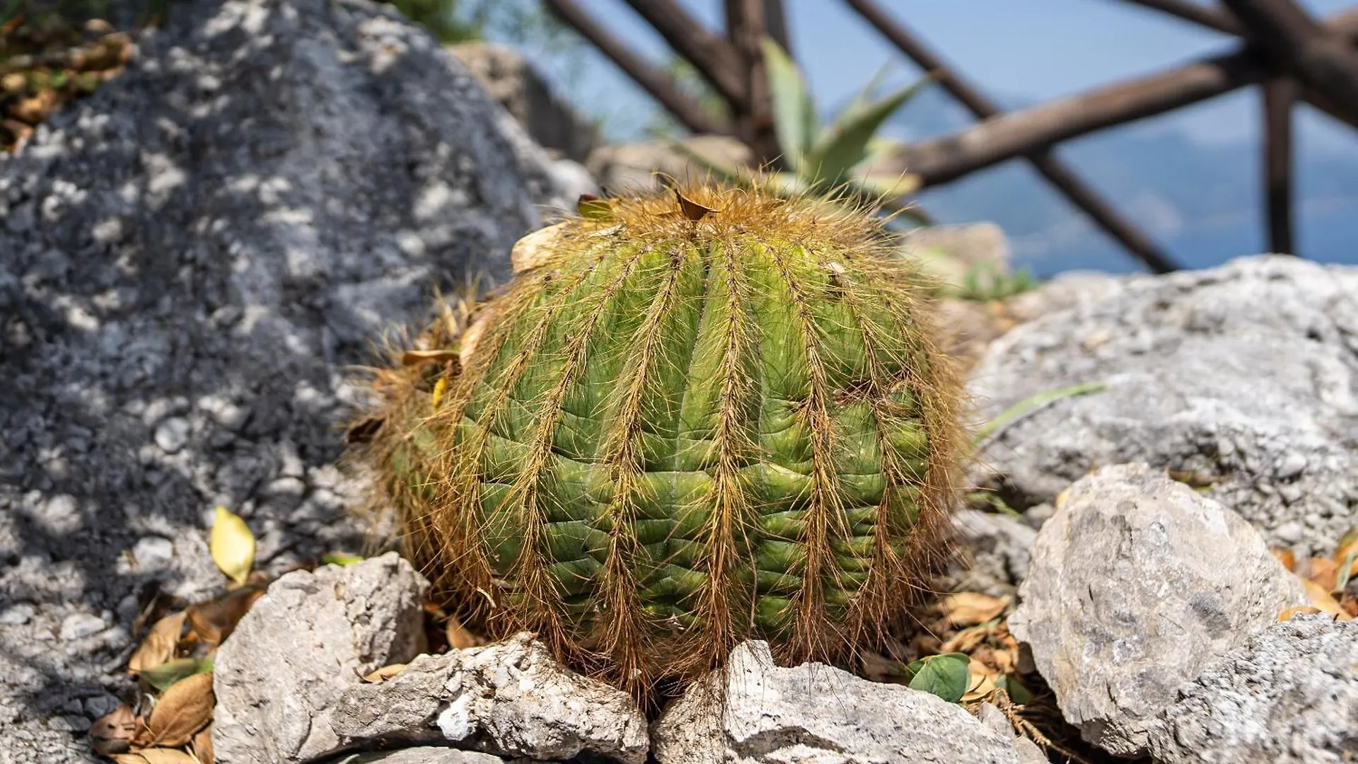Tenuta Dell'Al.Ma. Amalfi